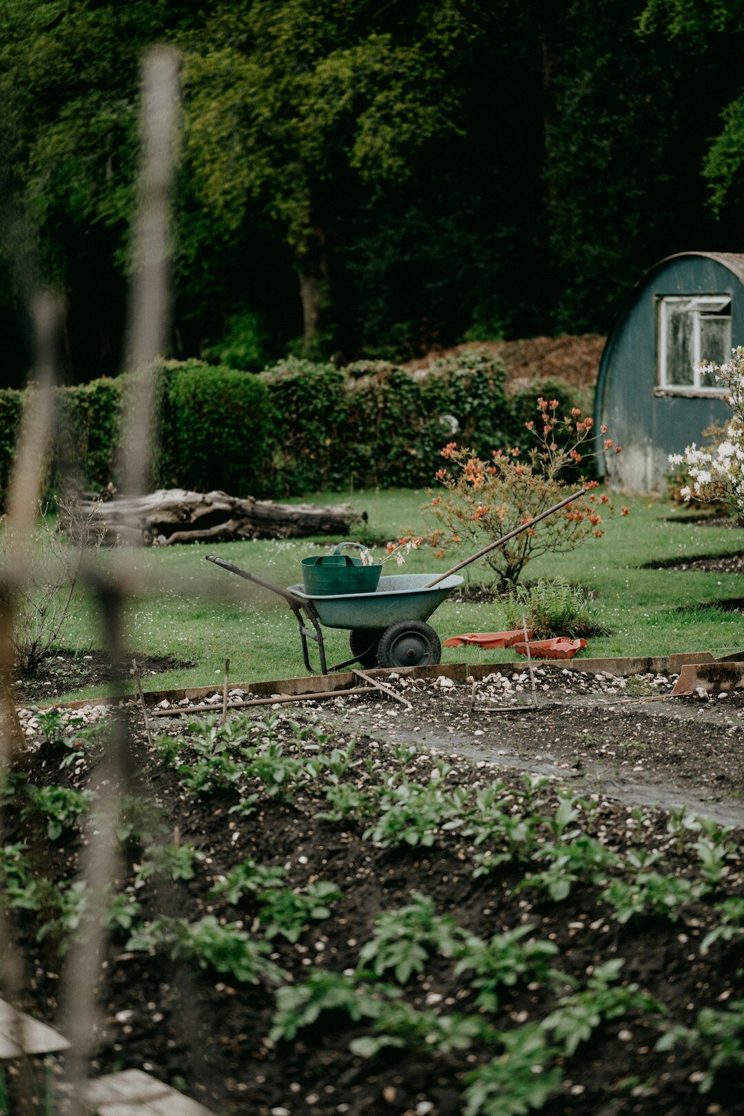 gardener working in garden